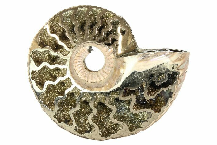 One Side Polished, Pyritized Fossil Ammonite - Russia #174968